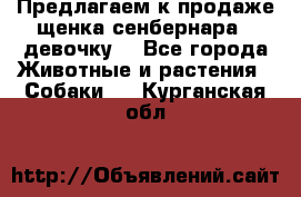 Предлагаем к продаже щенка сенбернара - девочку. - Все города Животные и растения » Собаки   . Курганская обл.